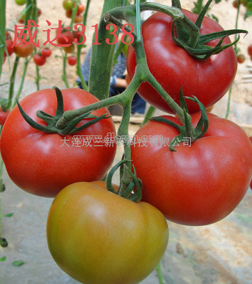 威达3138番茄种子