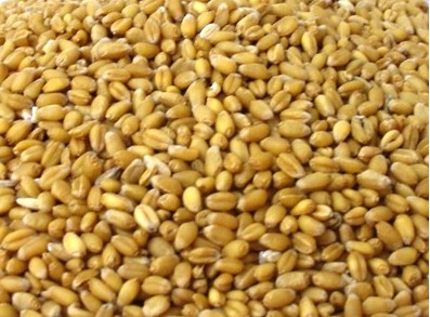 长期低价 小麦 批发