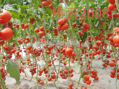 祥云2608番茄种子