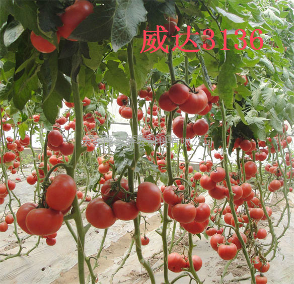 威达3136番茄种子