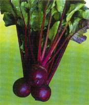 特色保健种苗--补血菜红背菜