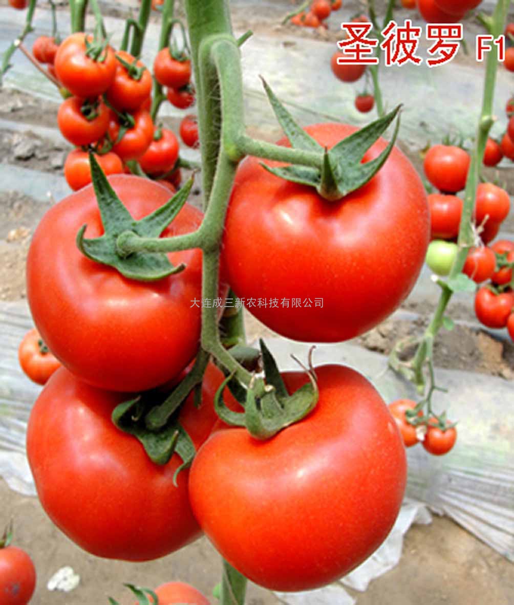 圣彼罗F1番茄种子