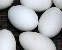 销售农家散养鸭蛋，咸鸭蛋 ，鹅蛋