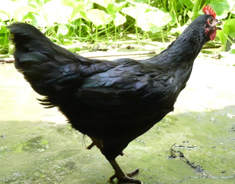 东乡绿壳蛋鸡特性、黑鸡特征、绿壳蛋黑鸡特点