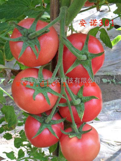 进口番茄种子安诺301、西红柿种子
