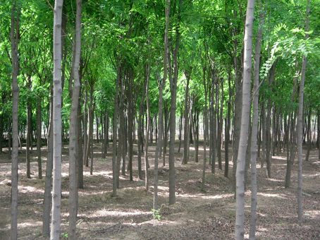 绿景批发各种苗木产品香花槐