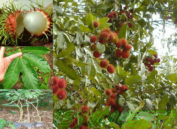 泰国水果、泰国水果苗、泰国果树——泰国红毛丹