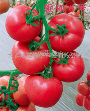 领航6号番茄种子