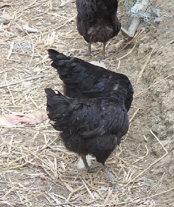 江苏麻羽绿壳蛋鸡苗、常州黑鸡苗、苏州青脚麻鸡苗、无踢黑羽绿壳蛋鸡饲养