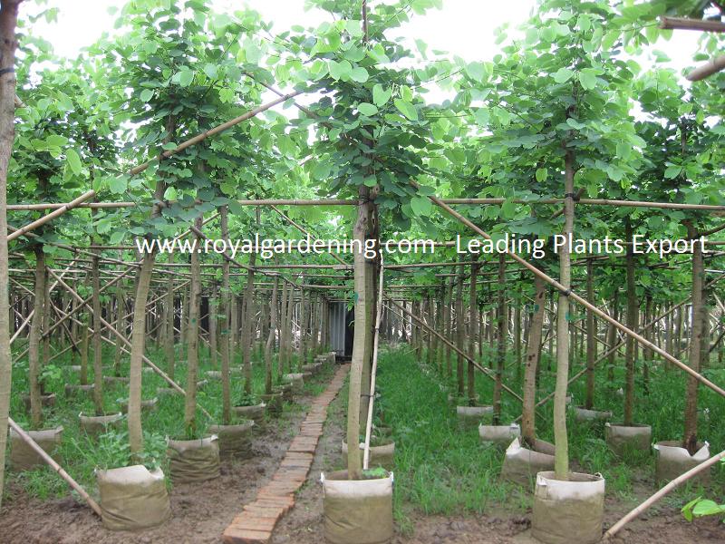 Bauhinia variegata from Royal Gardening Co., Ltd