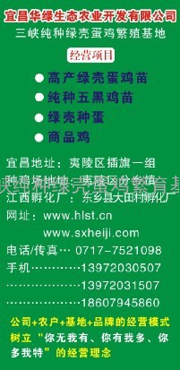 【吉林绿壳蛋鸡苗生产供应得】新疆五黑鸡苗出售、哈尔滨纯种黑鸡苗价格、长春麻羽绿壳蛋鸡苗批发、内蒙绿壳