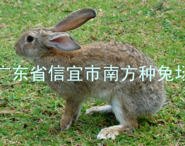 广东茂名野兔