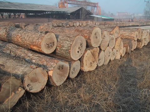 欧美红白橡原木进口代理报关|手续|流程|费用|时间