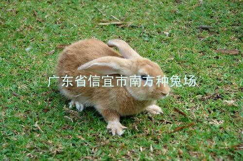 广东茂名黄兔