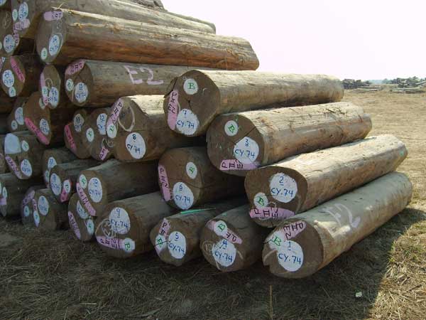 非洲马达加斯加铁木豆进口代理报关|手续|流程|时间