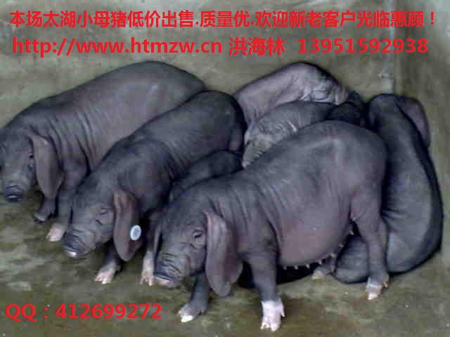 中国最新猪价格行情 养猪信息网 苗猪价格网 最新猪