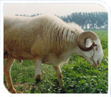 小尾寒羊改良养殖