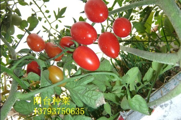 阳台种植小西红柿
