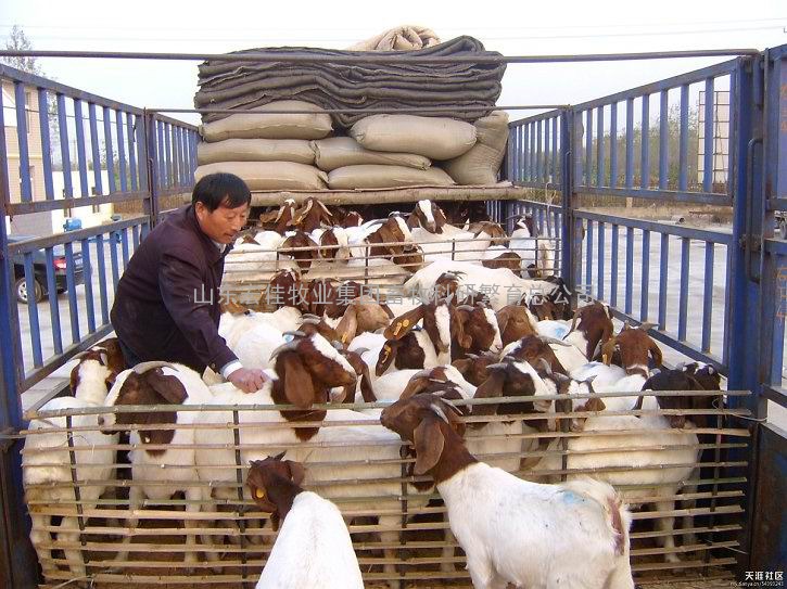 山羊养殖场-波尔山羊养殖场
