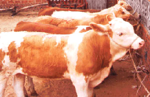 供应3~6个月西门塔尔牛 利木赞牛