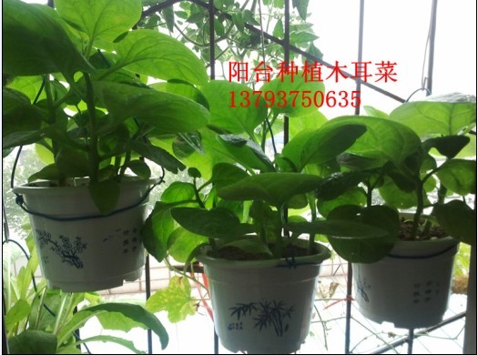 木耳菜种植专用营养土