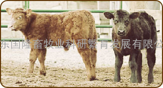 大名县、临漳县、魏县有没有肉牛养殖场/哪里有肉牛养殖场/什么地方有肉牛养殖场/养牛场/养牛基地