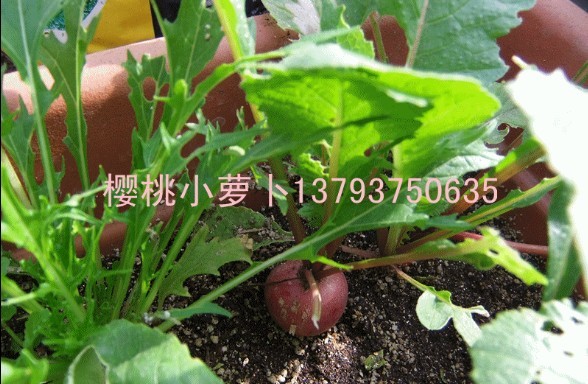 阳台种植小萝卜专用营养基质土