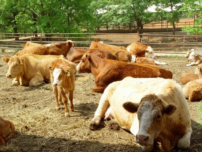西门塔尔牛改良养殖场