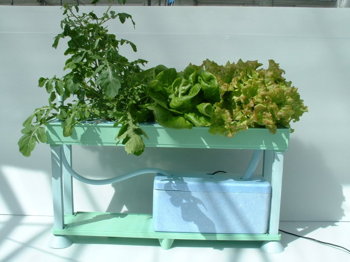 阳台菜园、盆栽绿色有机蔬菜新技术