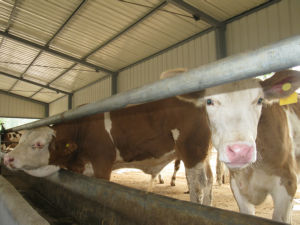 肉牛养殖场需要哪些设备和机具