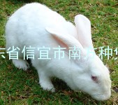 广东茂名大白兔