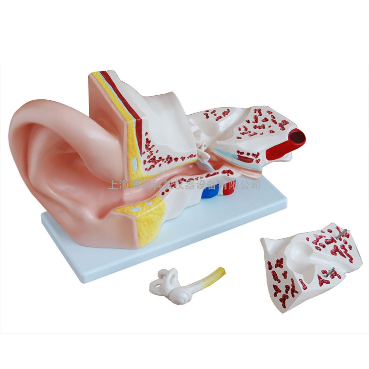 大耳模型,耳解剖模型,耳解剖放大模型（5倍)