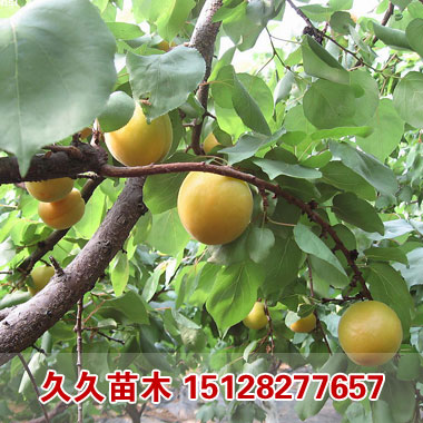 杏树|杏树价格|杏树培育|杏树小苗|久久杏树基地