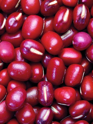 供应红豆