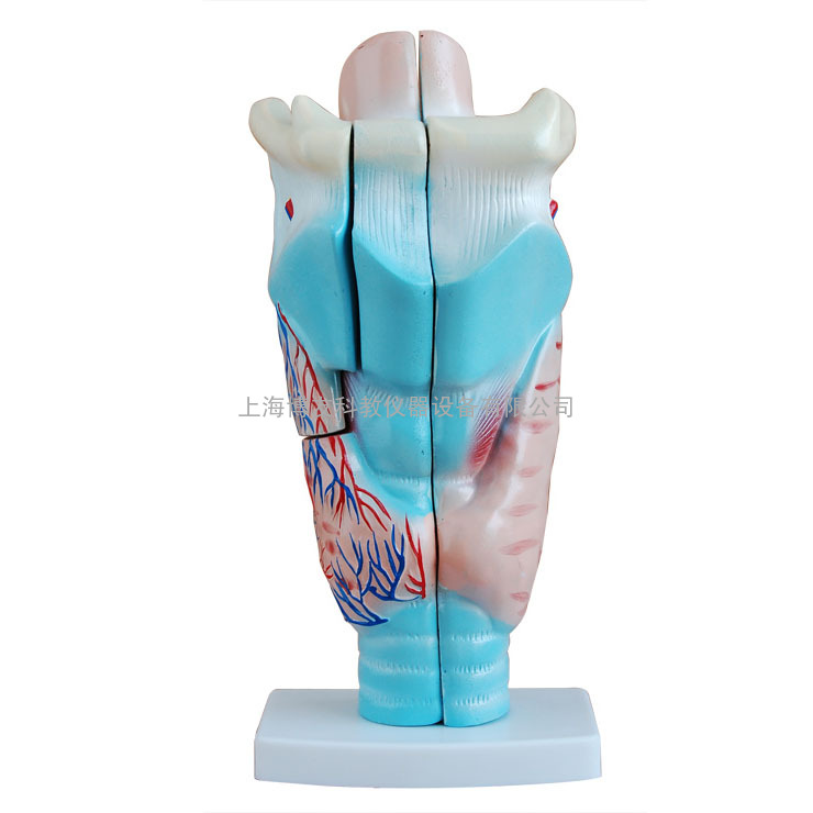 喉头解剖模型,喉解剖放大模型,医学模型