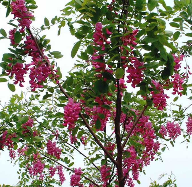 供应侧柏白皮松油松华山松冬青紫穗槐香花槐国槐花椒苗黄金槐