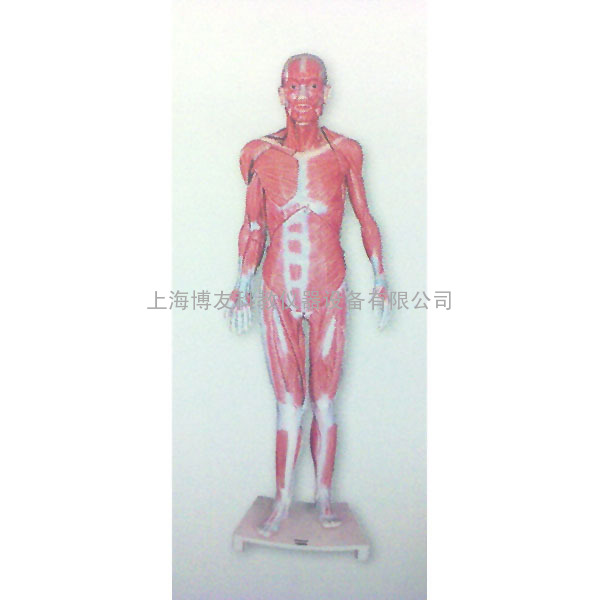 人体肌肉解剖模型,全身肌肉解剖模型(自然大)