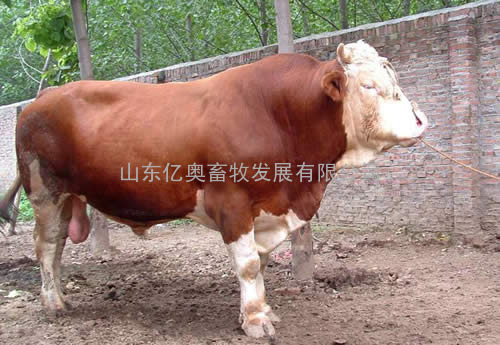 吉林养牛补贴￥吉林肉牛养殖场￥惠州黄牛养殖