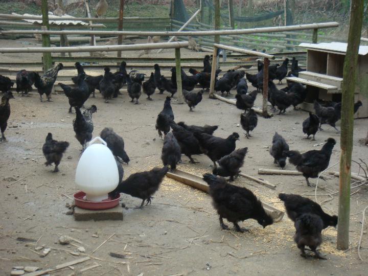冯氏黑凤鸡种苗种苗价格最便宜量最大.欢迎参观养殖场