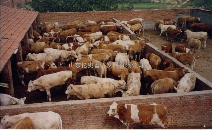 福建肉牛养殖基地￥放养肉牛￥东北肉牛网