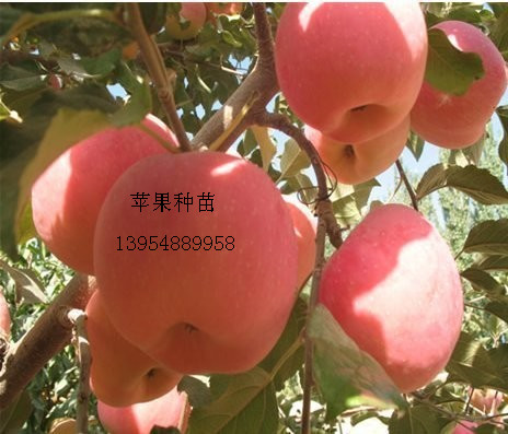 2016山东苹果树苗多少钱一棵