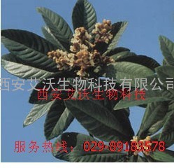 熊果酸 枇杷叶提取物 优质熊果酸厂家 艾沃生物 批发熊果酸