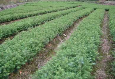 柳州瑞丰公司低价供应2011年新产杉木种子杉木苗