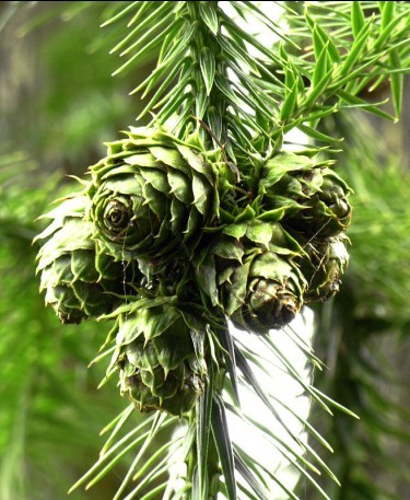 柳州瑞丰公司批发2011年新采杉木种子