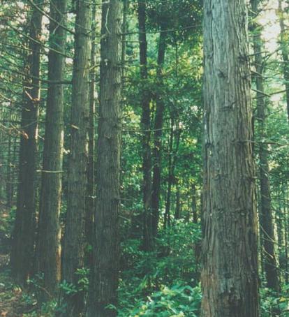 提供最新杉树种植技术