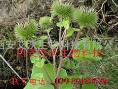 牛蒡子提取物 优质牛蒡子提取物 批发牛蒡子提取物厂家 艾沃生物