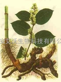 虎杖甙植物提取物