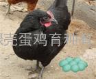 2013年求购黑鸡苗-绿壳蛋鸡苗-土鸡苗就找江西绿壳蛋鸡育种有限公司