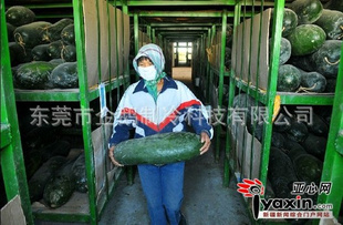 厂家建造：广州蔬菜保鲜库  广州水果保鲜库 保鲜库设备