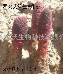 锁阳提取物 优质锁阳提取物 批发锁阳提取物厂家 艾沃生物